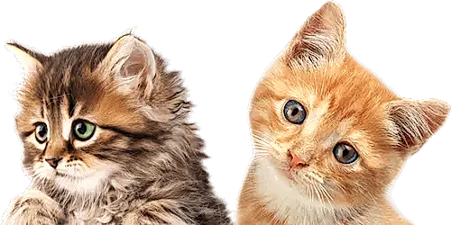 Kedi Pansiyonu