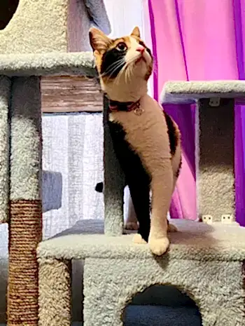 Bal'ın Değerlendirmesi Kedi Bal'ın Değerlendirmesi