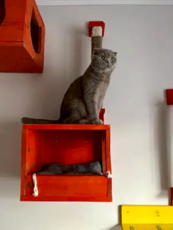 Lina'nın Değerlendirmesi Kedi Lina'nın Değerlendirmesi