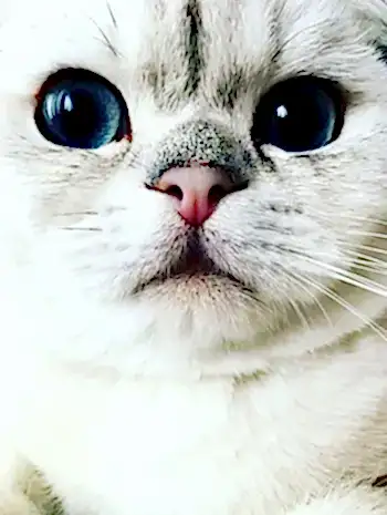Mavi Miro'nun Değerlendirmesi Kedi Mavi Miro'nun Değerlendirmesi