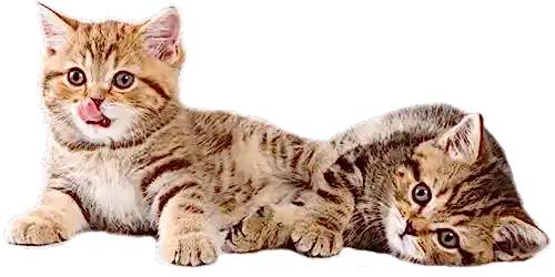 İstanbul Kedi Pansiyonu Hakkında İstanbul Kedi Pansiyonu